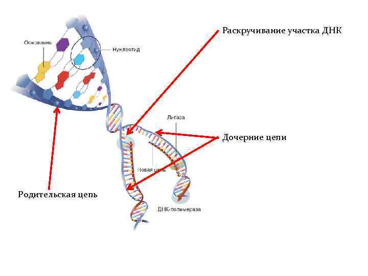 Раскручивание участка ДНК Дочерние цепи Родительская цепь 