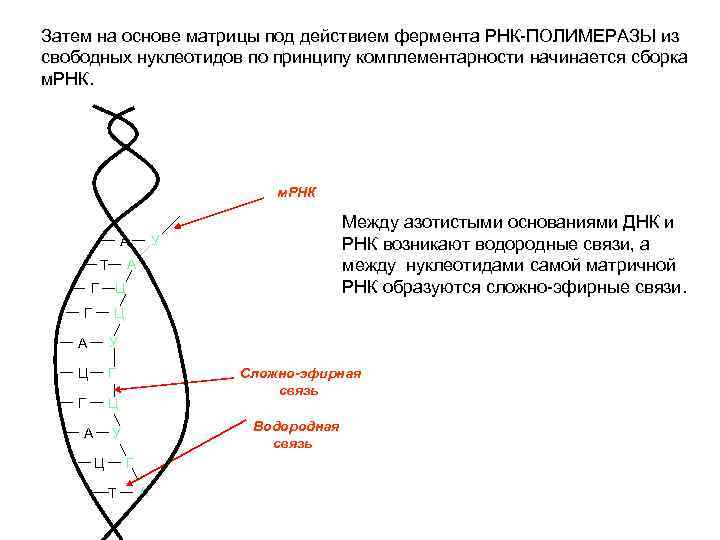 Затем на основе матрицы под действием фермента РНК-ПОЛИМЕРАЗЫ из свободных нуклеотидов по принципу комплементарности