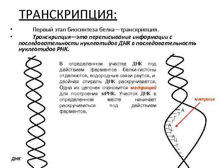 ТРАНСКРИПЦИЯ: • • Первый этап биосинтеза белка—транскрипция. Транскрипция—это переписывание информации с последовательности нуклеотидов ДНК