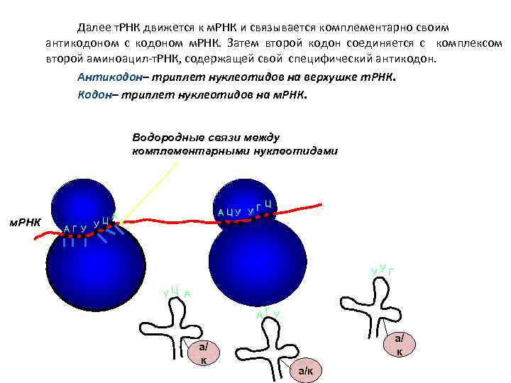 Далее т. РНК движется к м. РНК и связывается комплементарно своим антикодоном с кодоном