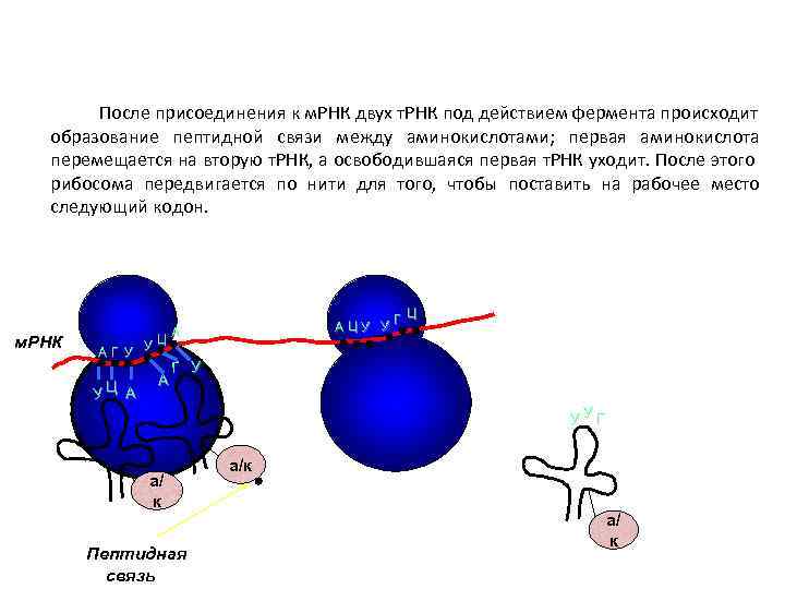 После присоединения к м. РНК двух т. РНК под действием фермента происходит образование пептидной