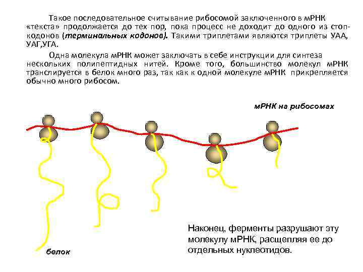 Такое последовательное считывание рибосомой заключенного в м. РНК «текста» продолжается до тех пор, пока