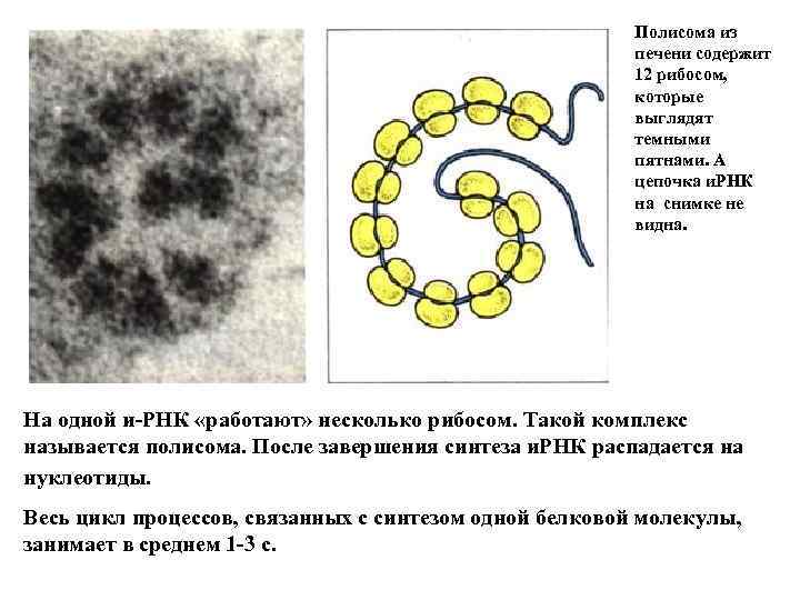 Полисома из печени содержит 12 рибосом, которые выглядят темными пятнами. А цепочка и. РНК