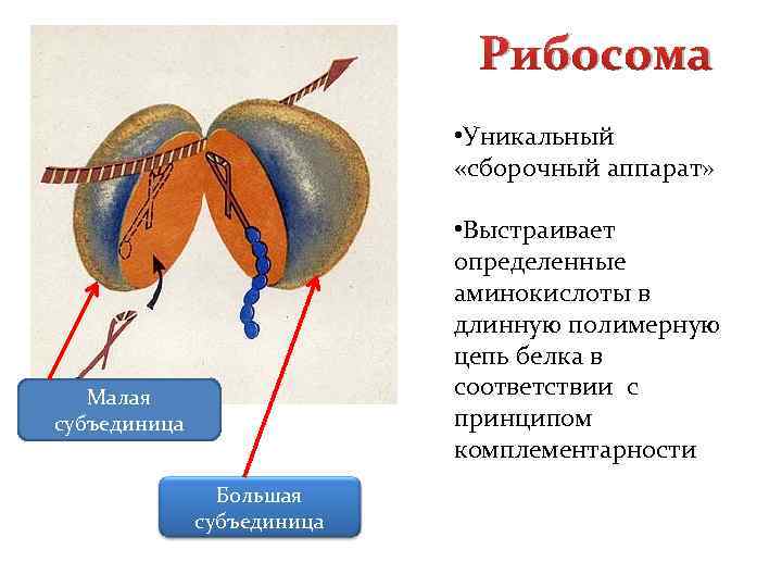 Рибосома • Уникальный «сборочный аппарат» • Выстраивает определенные аминокислоты в длинную полимерную цепь белка