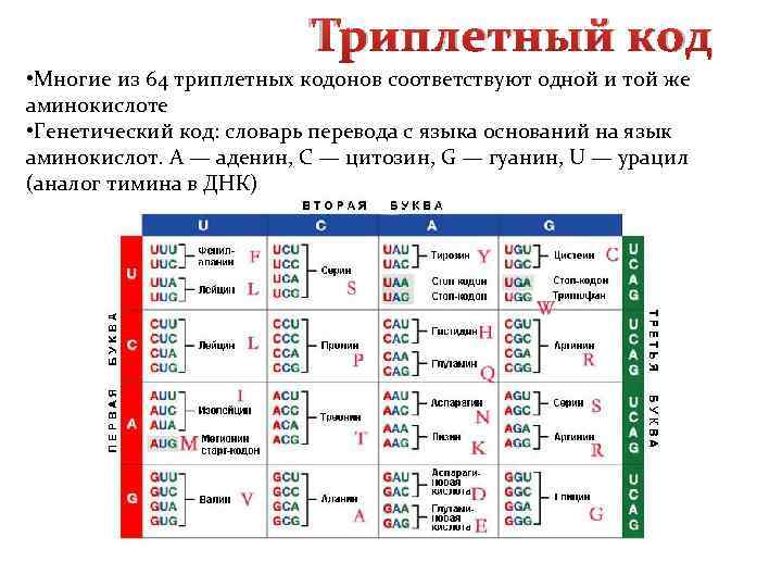 Триплетный код • Многие из 64 триплетных кодонов соответствуют одной и той же аминокислоте