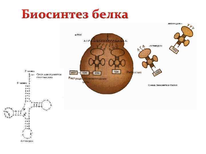 Биосинтез белка 