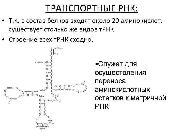 ТРАНСПОРТНЫЕ РНК: • Т. К. в состав белков входят около 20 аминокислот, существует столько