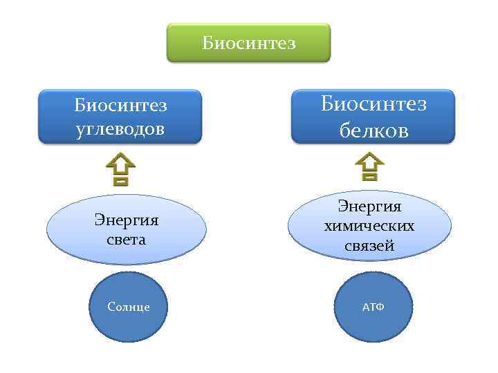 Биосинтез углеводов Энергия света Солнце Биосинтез белков Энергия химических связей АТФ 