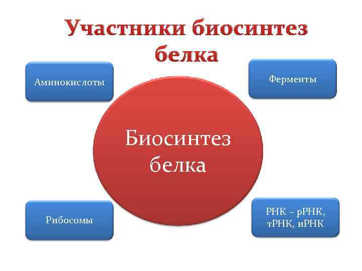 Участники биосинтез белка Ферменты Аминокислоты Биосинтез белка Рибосомы РНК – р. РНК, т. РНК,