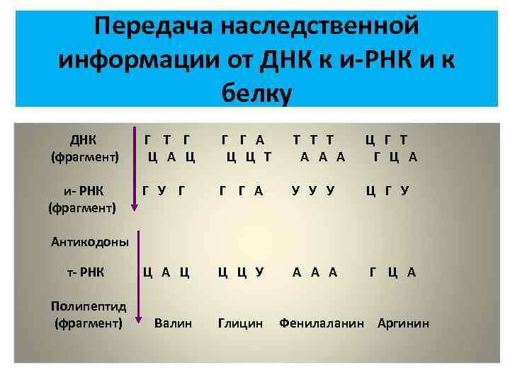 Передача наследственной информации от ДНК к и-РНК и к белку ДНК (фрагмент) Г Т