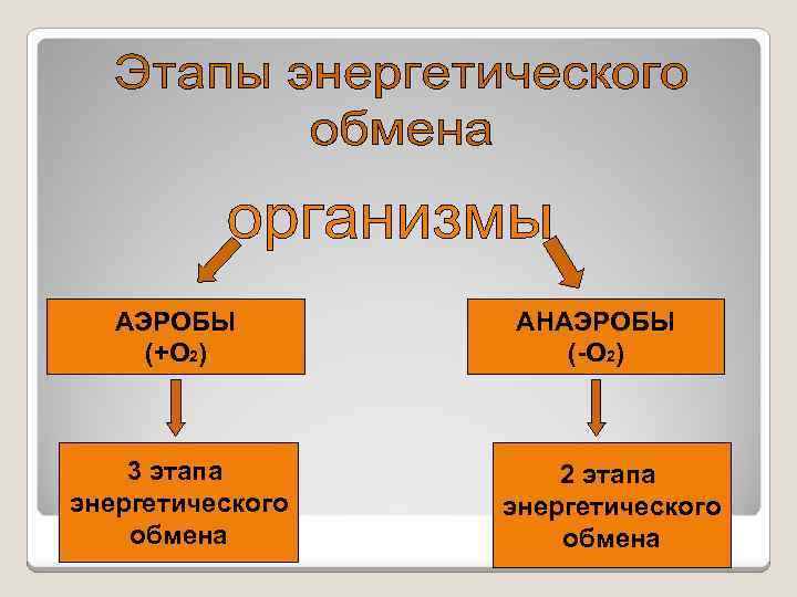 АЭРОБЫ (+О 2) 3 этапа энергетического обмена АНАЭРОБЫ (-О 2) 2 этапа энергетического обмена