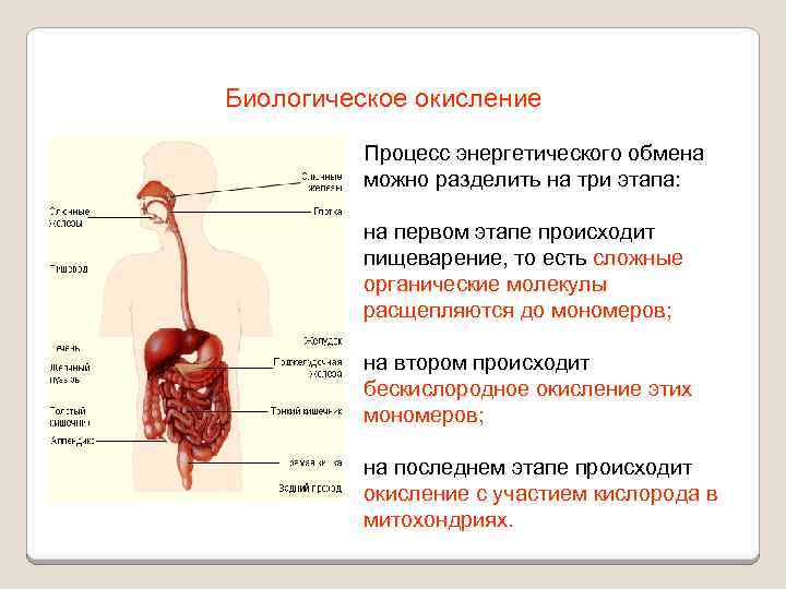 Биологическое окисление Процесс энергетического обмена можно разделить на три этапа: на первом этапе происходит