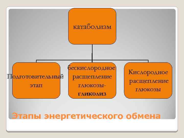 катаболизм бескислородное Подготовительный расщепление этап глюкозыгликолиз Кислородное расщепление глюкозы Этапы энергетического обмена 