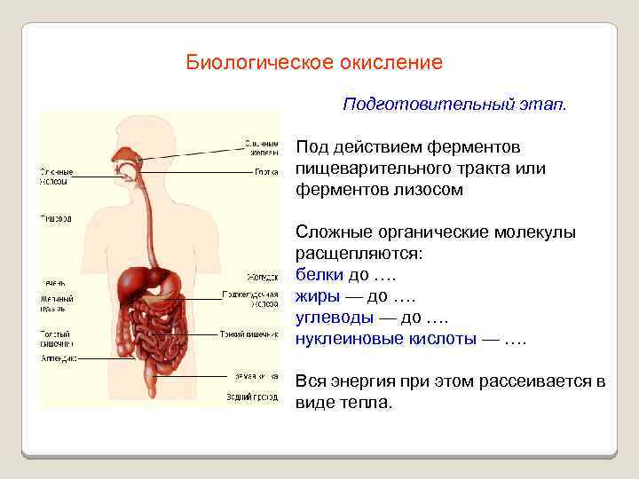 Биологическое окисление Подготовительный этап. Под действием ферментов пищеварительного тракта или ферментов лизосом Сложные органические