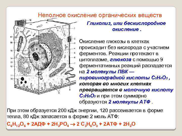 Неполное окисление органических веществ Гликолиз, или бескислородное окисление. Окисление глюкозы в клетках происходит без