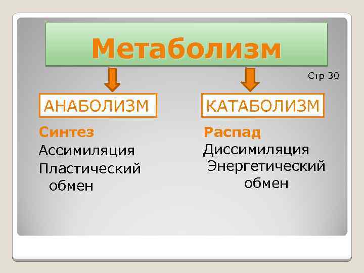 Метаболизм Стр 30 АНАБОЛИЗМ Синтез Ассимиляция Пластический обмен КАТАБОЛИЗМ Распад Диссимиляция Энергетический обмен 