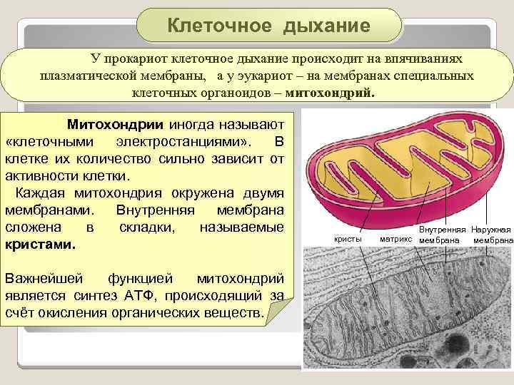 Клеточное дыхание У прокариот клеточное дыхание происходит на впячиваниях плазматической мембраны, а у эукариот