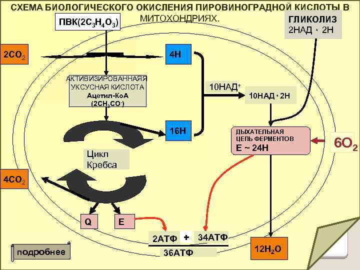 СХЕМА БИОЛОГИЧЕСКОГО ОКИСЛЕНИЯ ПИРОВИНОГРАДНОЙ КИСЛОТЫ В МИТОХОНДРИЯХ. ГЛИКОЛИЗ ПВК(2 С 3 Н 4 О