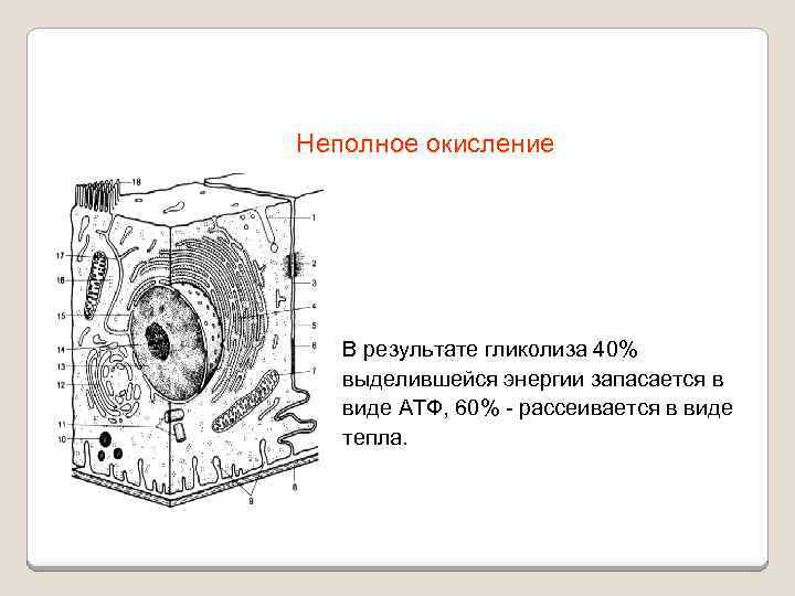 Неполное окисление В результате гликолиза 40% выделившейся энергии запасается в виде АТФ, 60% -