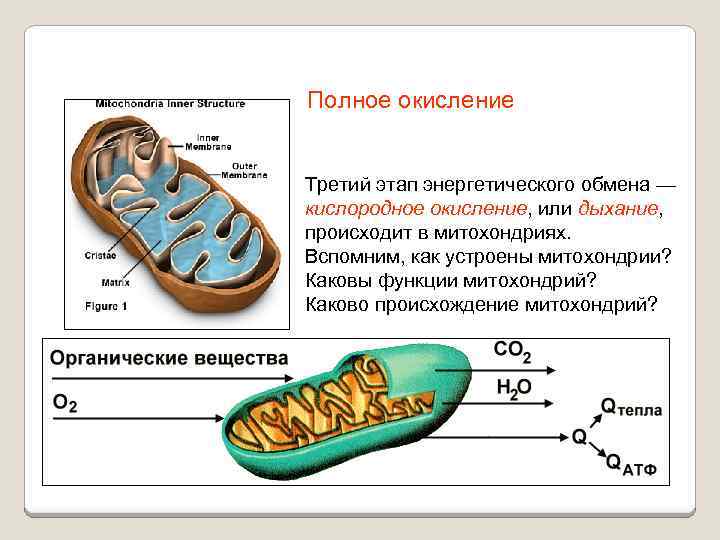 Полное окисление Третий этап энергетического обмена — кислородное окисление, или дыхание, происходит в митохондриях.