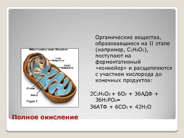 Органические вещества, образовавшиеся на II этапе (например, С 3 Н 6 О 3), поступают