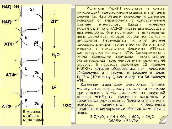 НАД۰ 2 Н 2 Н 2 Н+ НАД+ ~ Е 2 е- АТФ Н