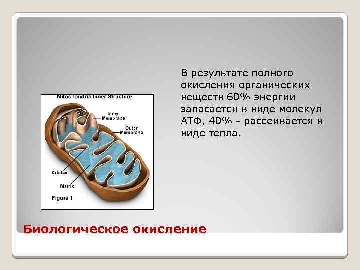 В результате полного окисления органических веществ 60% энергии запасается в виде молекул АТФ, 40%