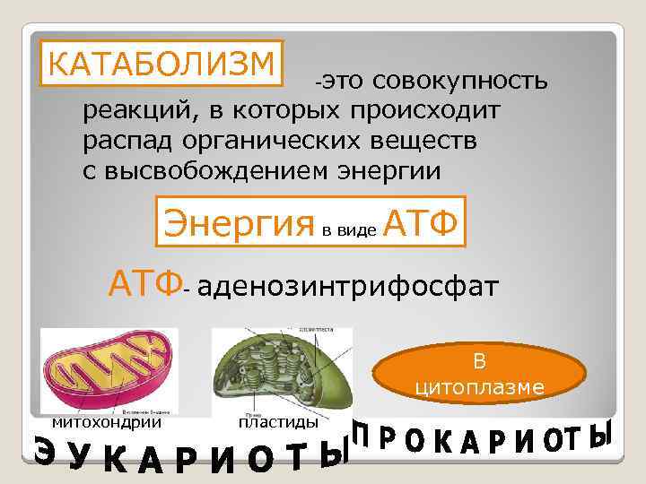 КАТАБОЛИЗМ -это совокупность реакций, в которых происходит распад органических веществ с высвобождением энергии Энергия