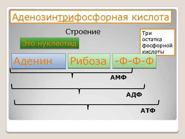 Аденозинтрифосфорная кислота Строение Три остатка фосфорной кислоты Это нуклеотид Аденин Рибоза -Ф-Ф-Ф АМФ АДФ