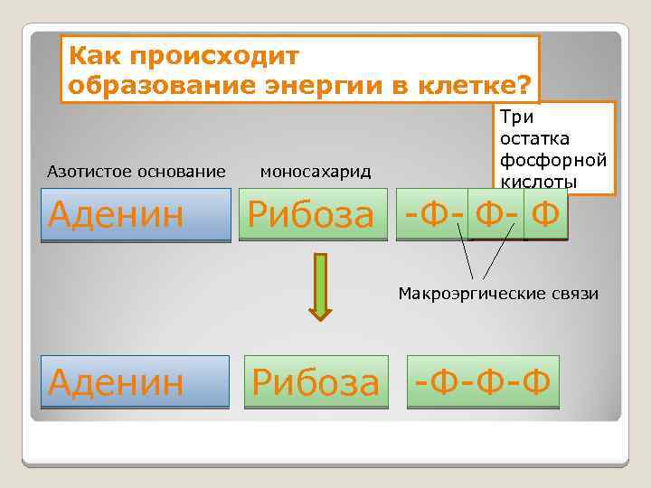 Как происходит образование энергии в клетке? Азотистое основание Аденин моносахарид Три остатка фосфорной кислоты