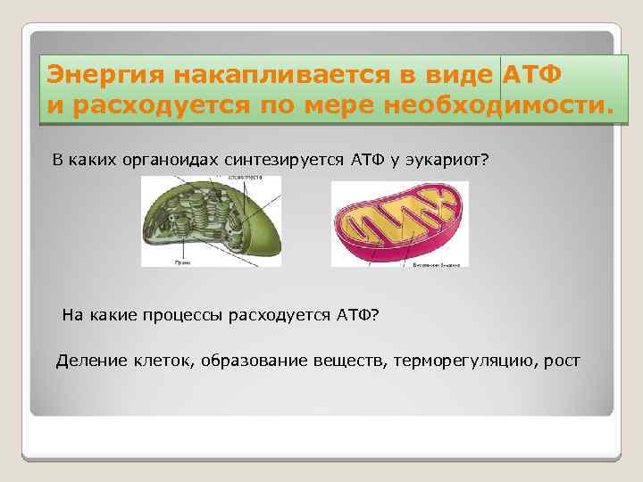 Энергия накапливается в виде АТФ и расходуется по мере необходимости. В каких органоидах синтезируется