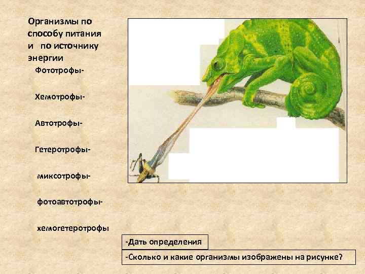 Организмы по способу питания и по источнику энергии Фототрофы. Хемотрофы. Автотрофы. Гетеротрофы миксотрофы фотоавтотрофы