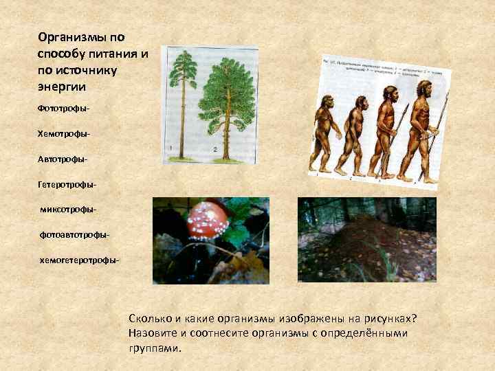 Организмы по способу питания и по источнику энергии Фототрофы. Хемотрофы. Автотрофы. Гетеротрофы миксотрофы фотоавтотрофы