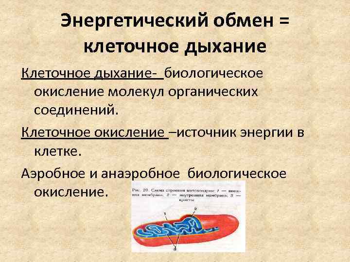 Энергетический обмен = клеточное дыхание Клеточное дыхание- биологическое окисление молекул органических соединений. Клеточное окисление