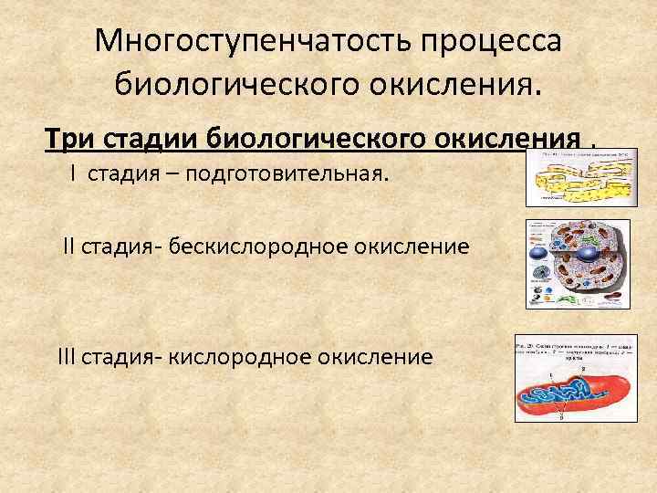 Этапы биологического окисления схема