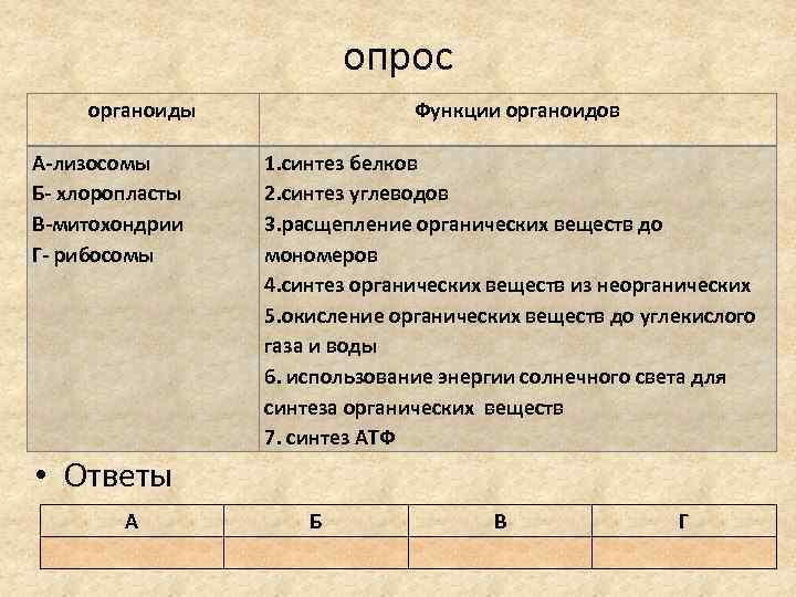 опрос органоиды А-лизосомы Б- хлоропласты В-митохондрии Г- рибосомы Функции органоидов 1. синтез белков 2.