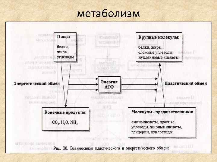 метаболизм 
