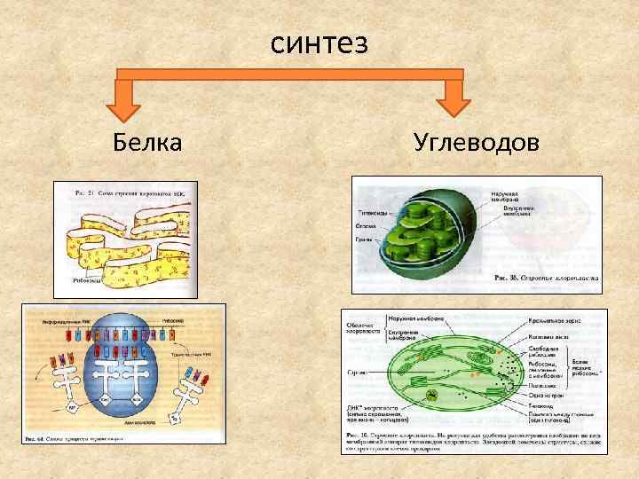 синтез Белка Углеводов 