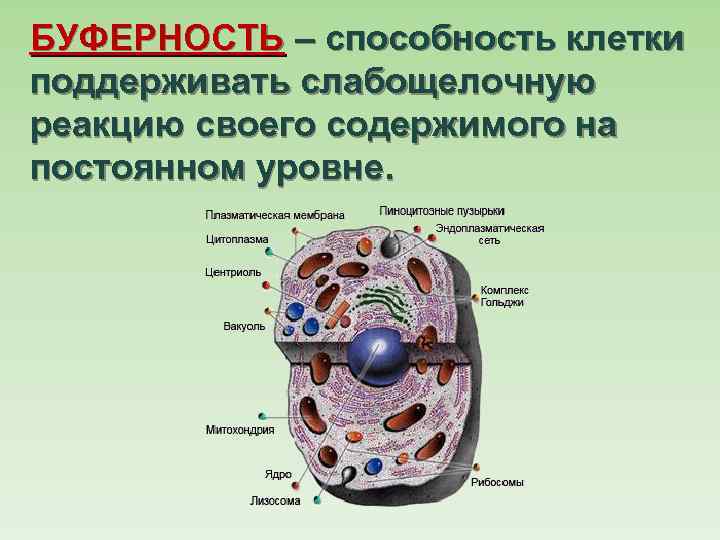 БУФЕРНОСТЬ – способность клетки поддерживать слабощелочную реакцию своего содержимого на постоянном уровне. 