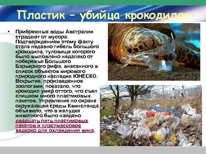 Пластик – убийца крокодилов • Прибрежные воды Австралии страдают от мусора. Подтверждением этому факту