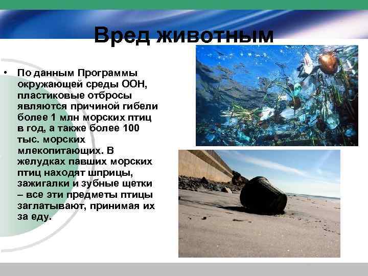 Вред животным • По данным Программы окружающей среды ООН, пластиковые отбросы являются причиной гибели