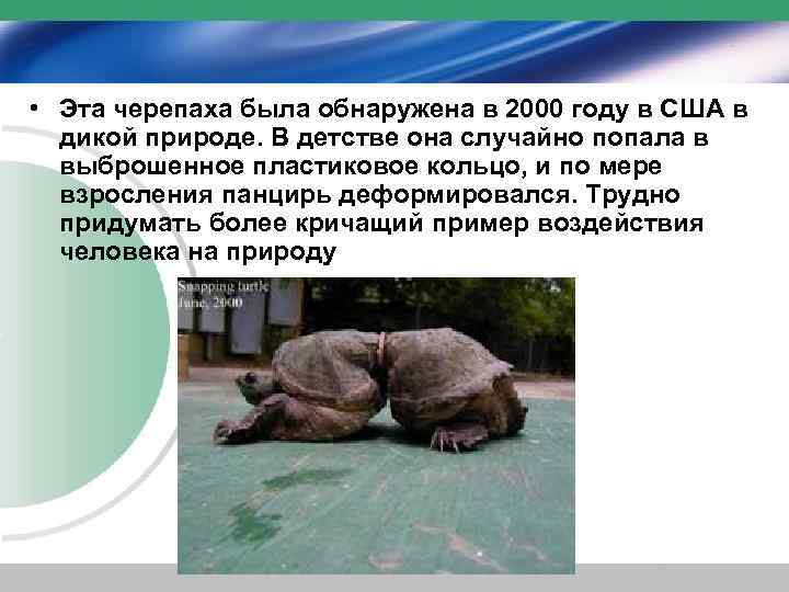  • Эта черепаха была обнаружена в 2000 году в США в дикой природе.