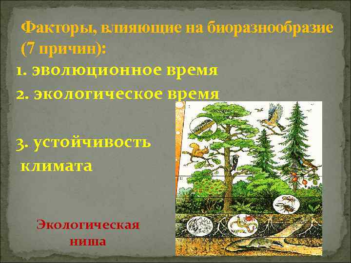 Факторы, влияющие на биоразнообразие (7 причин): 1. эволюционное время 2. экологическое время 3. устойчивость