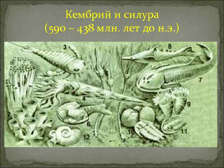 Кембрий и силура (590 – 438 млн. лет до н. э. ) 