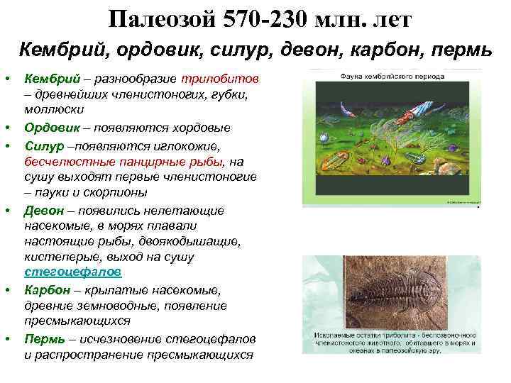 Палеозой 570 -230 млн. лет Кембрий, ордовик, силур, девон, карбон, пермь • • •