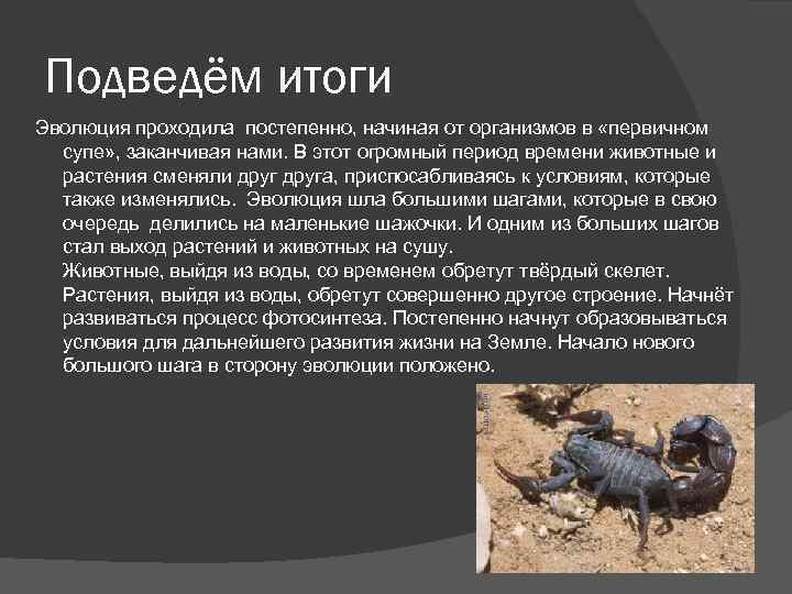 Подведём итоги Эволюция проходила постепенно, начиная от организмов в «первичном супе» , заканчивая нами.
