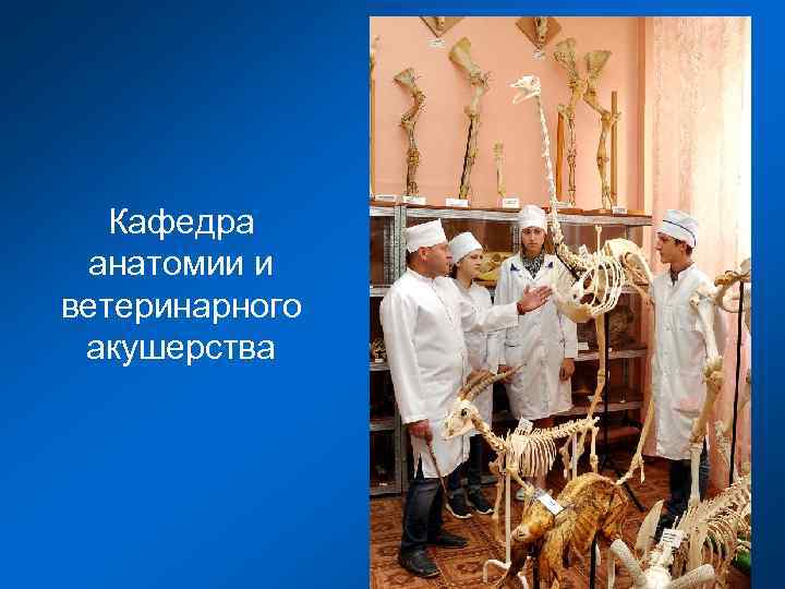 Кафедра анатомии и ветеринарного акушерства 