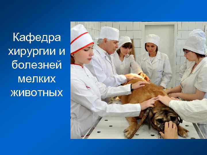 Кафедра хирургии и болезней мелких животных 