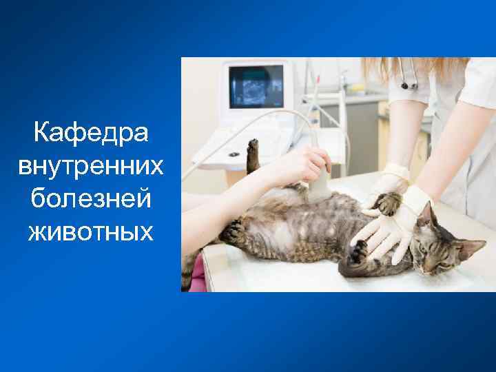 Кафедра внутренних болезней животных 