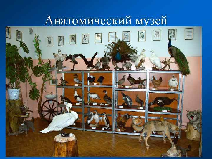 Анатомический музей 
